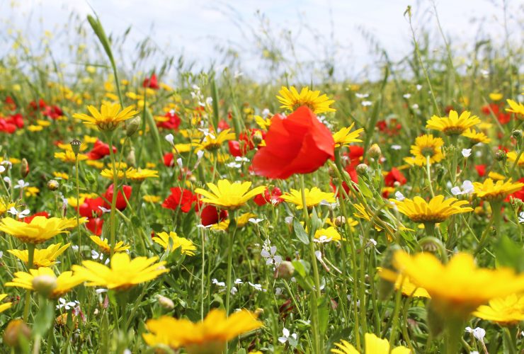 Tuscan Spring Fields